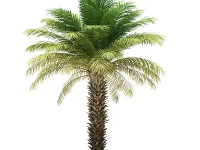 Date Palm Tree 3D Model 5m 3D model