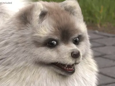  Pomeranian Dwarf Spitz Dog Cream Sable Fur for Cinema 4D 