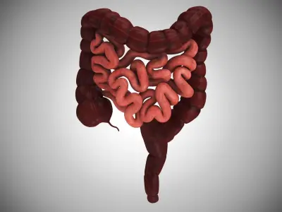 Large and Small Intestines 3D model
