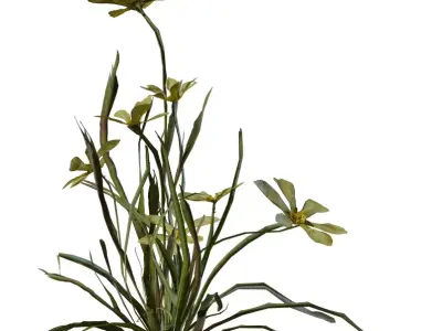 Realistic Flowering Grass Plant 3D Model Pack Low-poly 3D model