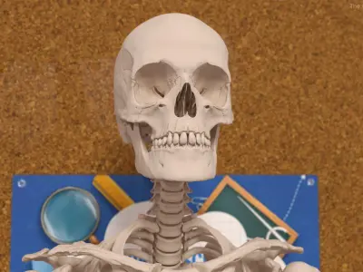  Human Female Skeleton Anatomy Rigged 