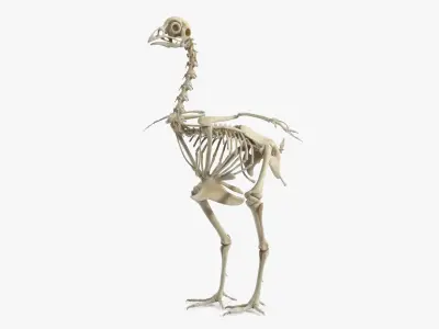  Animal Skeletons Collection 3 