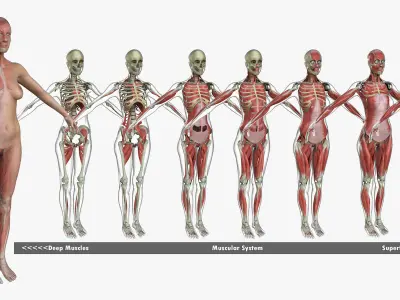 Male and Female Complete Muscle Anatomy 3D model
