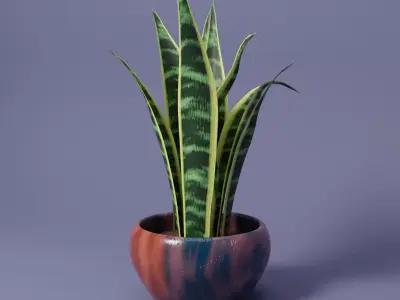 Snake Plant 3D model
