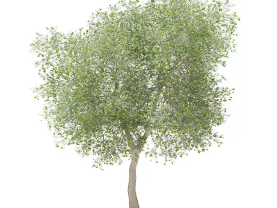 Olive Tree with Fruits 3D model