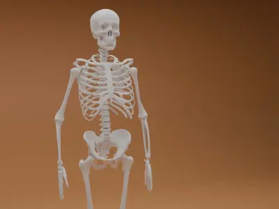 Simple 3D skeleton 3D model