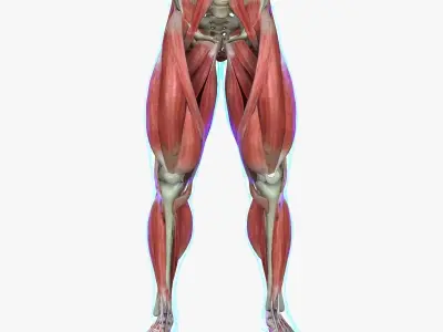 Human Leg Muscle Anatomy Medical Edition 3D model