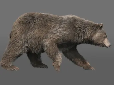  bear FUR RIGGED ANIMATED 