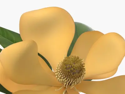  Yellow Flowering Plants Collection 4 