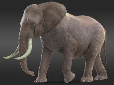  Animated Elephants Collection for Cinema 4D 