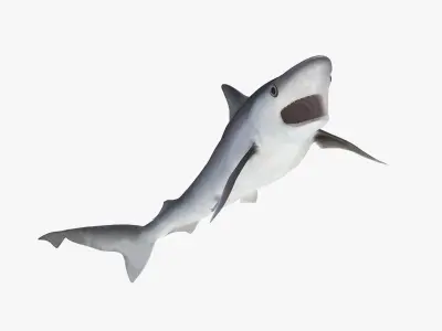  Sharks Big Collection Rigged for Cinema 4D 