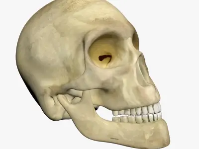 Human Skull 3D model