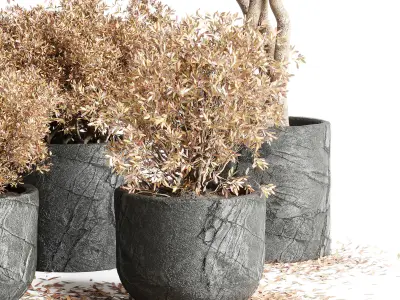 Outdoor Indoor plant dirty stone pots dry tree autumn plants 3D model
