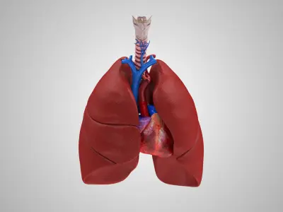 Lungs and Heart System  Low-poly 3D model
