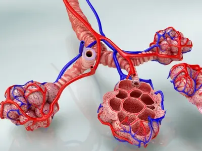 Alveoli with CrossSection Low-poly 3D model