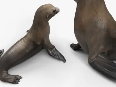 California Sea Lion Walking Animated Rigged for Maya 
