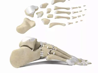Foot Bones with Ligaments Low-poly 3D model