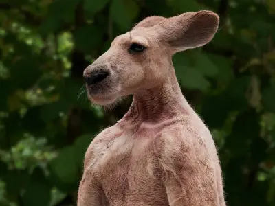  Kangaroo 
