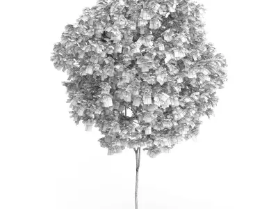 Elderberry Tree Sambucus nigra 3D model