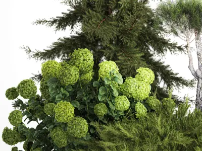 Spruce and pine topiary with hydrangea bushes for the garden  3D model