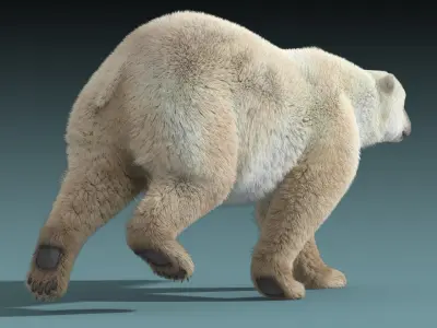  Polar Bear(FUR)(ANIMATED) 