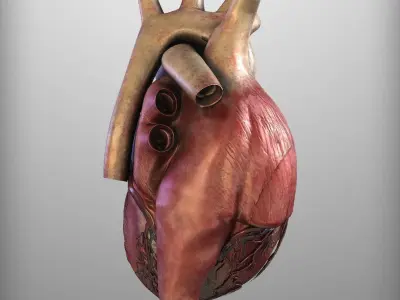 Human Heart Low-poly 3D model