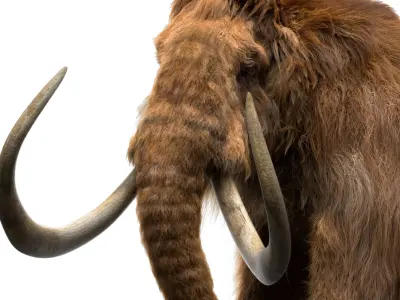  Mammoth Anatomy (Fur) 