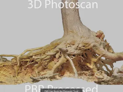 Oak Root Trunk Collection PBR Scan 3D Model Pack