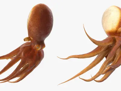  Octopuses Rigged for Maya Collection 
