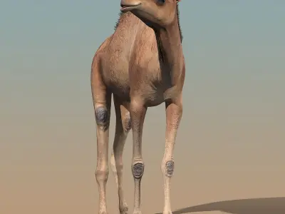  Camel(ANIMATED) 
