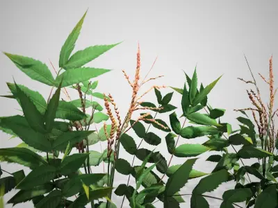 False Spirea Cluster bush Low-poly 3D model