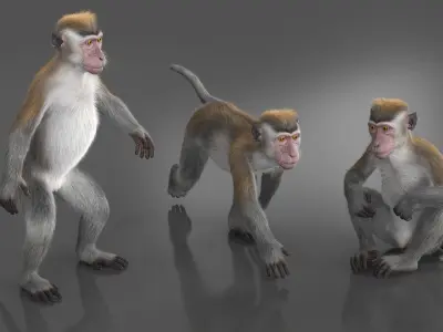  Standing Rhesus Macaque Monkey Gray Fur Rigged 