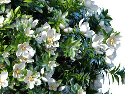Decorative Outdoor Flowering Garden Tree Plant Shrub Magnolia 3D model
