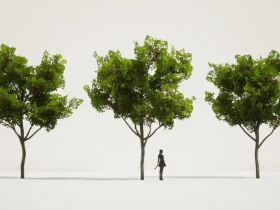 PREMIUM PLANT PACK - 10 realistic Korean Street Tree Pack 02 3D model