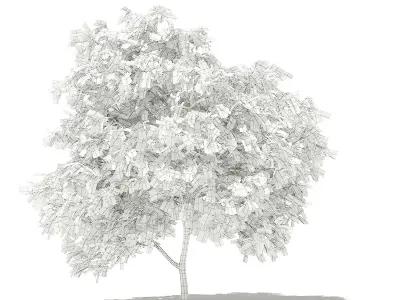 Pomelo Tree 3D model