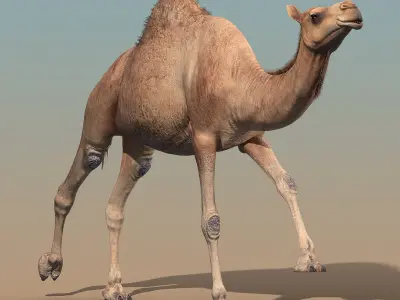 Camel(ANIMATED) 