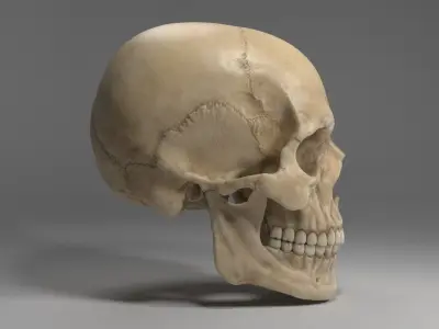  Realistic Human Skull 