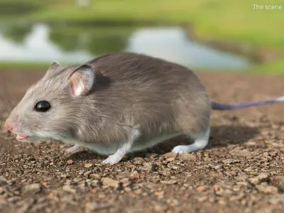  Small Gray Mouse Fur 