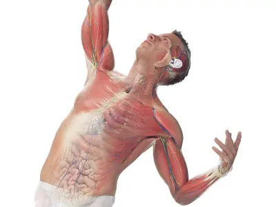  Complete Male and Female Anatomy Rigged Blender Collection 