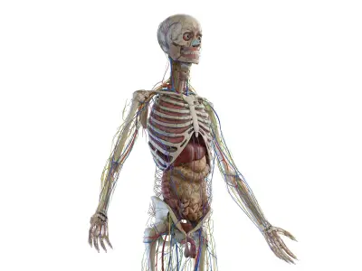  Complete Human Male Anatomy 01 