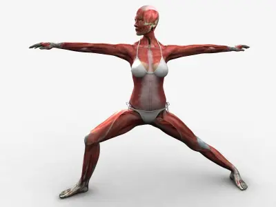 Detailed Full Female Muscle Anatomy Rigged 3D model