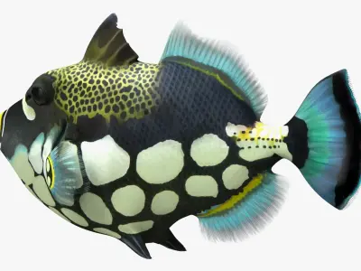  Coral Fish Rigged for Maya Collection 3 