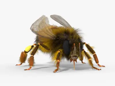  Honey Bee Insect Eating Animated Fur Rigged For Blender 