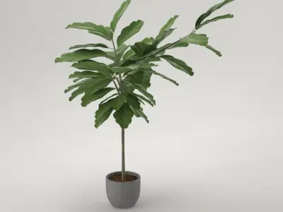 Pro - little Oak in Pot 3D model