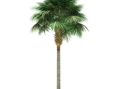 Sabal Palm Tree 3D Model 9m 3D model