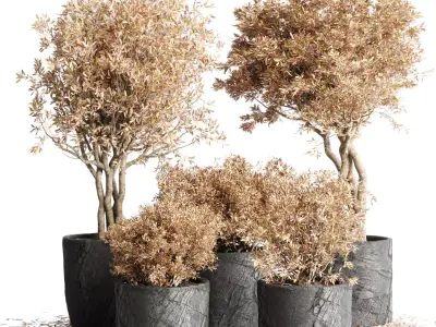 Outdoor Indoor plant dirty stone pots dry tree autumn plants 3D model