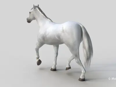  Horse PRO White 