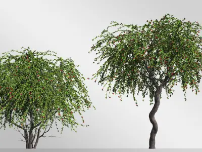 2 Cotoneaster Salicifolius  plant  3D model