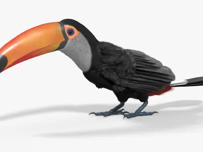  Wild Toucan Bird Fur For Blender 