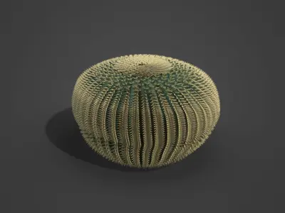 2021 PBR Barrel Cactus Collection - Echinocactus Acanthodes  3D model